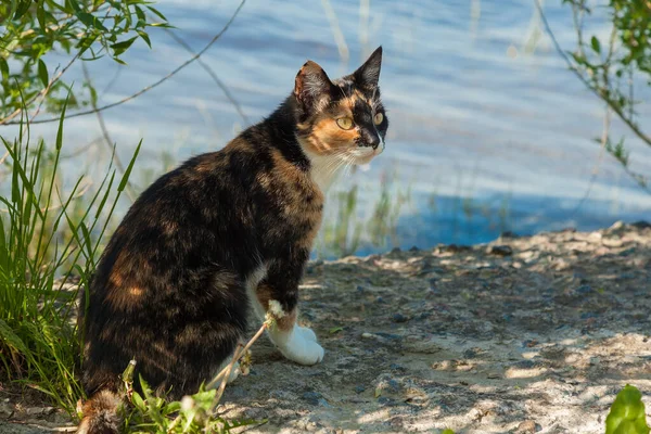 有斑点的家猫坐在池塘边 — 图库照片