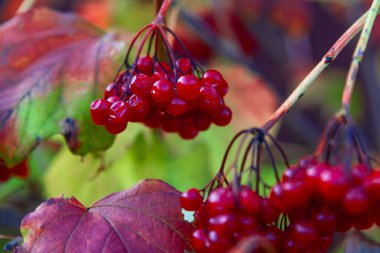 Çalının üzerinde sallanan bir avuç olgun viburnum meyvesi.