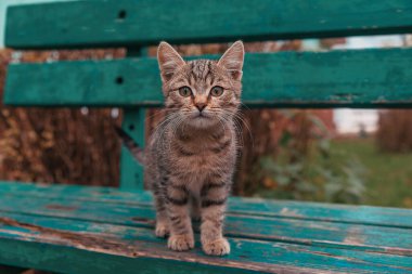 Küçük bir tekir kedi yavrusu eski bir bankta duruyor. Sığ alan derinliği