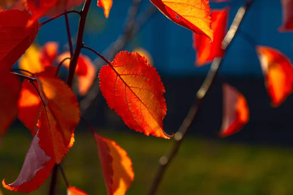 Яскраво Помаранчеве Листя Абрикосового Дерева Променях Заходу Сонця — стокове фото