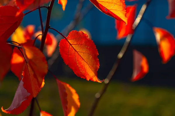 Bright orange leaves of an apricot tree in the rays of the setting sun