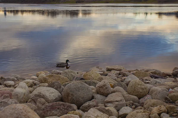 Pato Selvagem Solitário Nada Água Longo Uma Costa Repleta Grandes — Fotografia de Stock