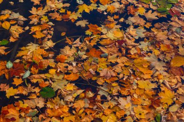 Sonbahar arkaplanı - düşen renkli yapraklar gölün sularında yüzer