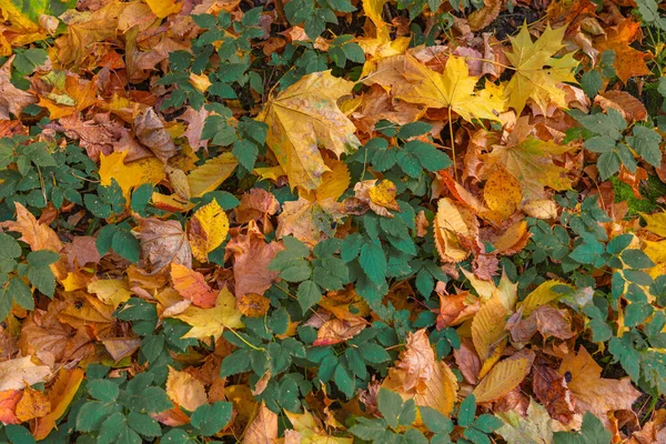 Fondo Otoñal Follaje Amarillo Caído Contrasta Con Las Hojas Verdes — Foto de Stock