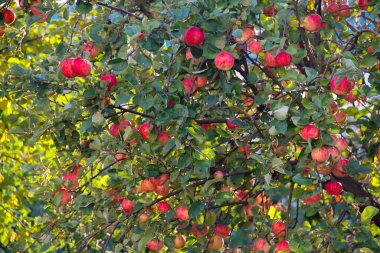 Elma ağacı olgun kırmızı elmalarla asılmış.