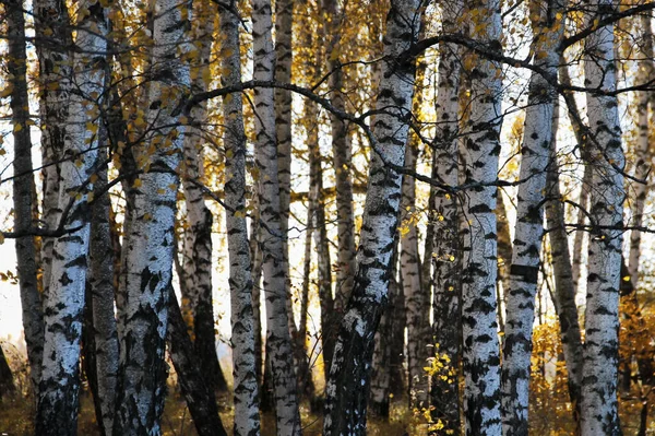 Background Image Standing Hardly White Birches Yellow Foliage — Stock Photo, Image