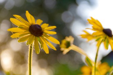 Sarı papatya çiçeklerinin yakın çekimi batan güneşin ışınlarıyla aydınlatılır.