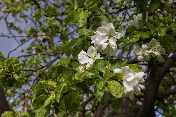 苹果树枝上的白色春花 — 图库照片