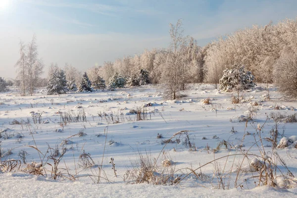 Χειμερινό Τοπίο Άκρη Του Δάσους Καλυμμένη Χιόνι Και Φωτισμένη Από — Φωτογραφία Αρχείου