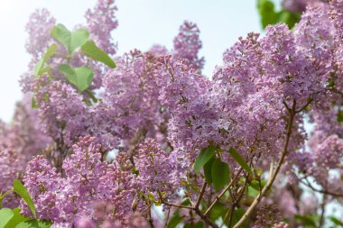 Parlak güneş ışınlarında açan leylakların yemyeşil dalları