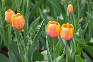 Bahçede büyüyen bir grup sarı-turuncu lale.