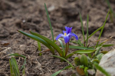 Issız ilkbahar çiçekleri çıplak toprakta büyüyor.