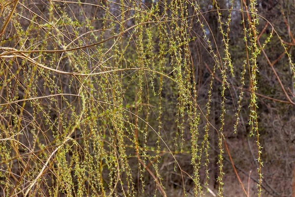 Piangere Rami Salice Ricoperti Giovani Foglie Primaverili — Foto Stock