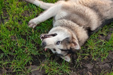Malamute köpeği mutlu bir bakışla çimlerin üzerinde uzanıyor..