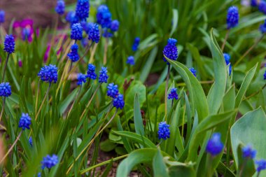 Taze mavi muscari çiçekleri bahçede yetişir..