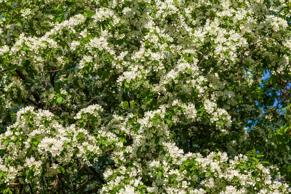 Cerise Luxuriante Recouverte Fleurs Blanches Printanières — Photo