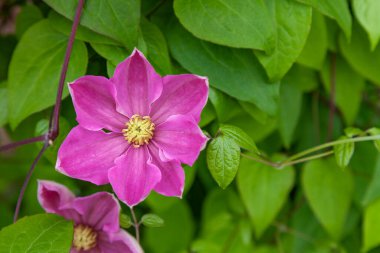 Yeşil yaprakların arka planında mor klematis tomurcuğu.