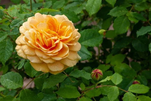 Eine Riesige Gelbe Rosenknospe Bedeckt Mit Tropfen Morgentau — Stockfoto