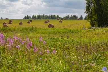 Kırsal alan - biçilmiş çimen ruloları bulutlu bir gökyüzünün arka planına karşı çayırda uzanıyor.