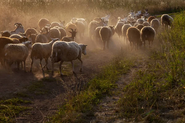 Стадо Овец Коз Идет Пыльной Дороге — стоковое фото