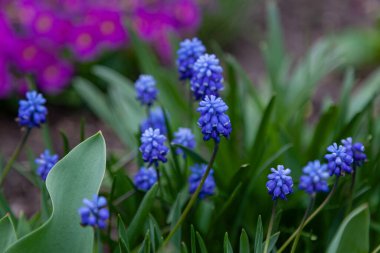 İlk bahar çiçekleri mavi muscari bahçede yetişir.