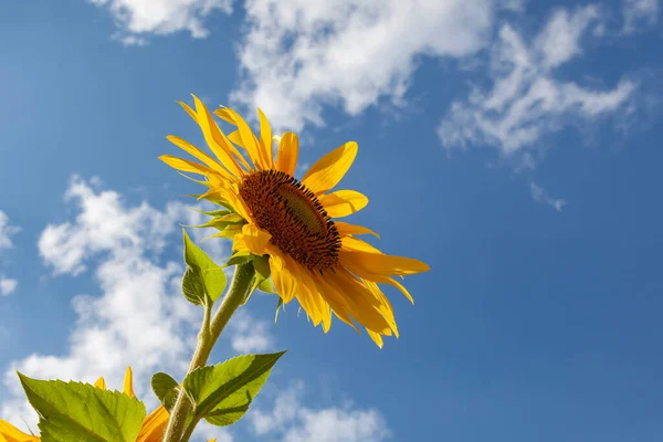 Lonely sunflower flower on blue sky background