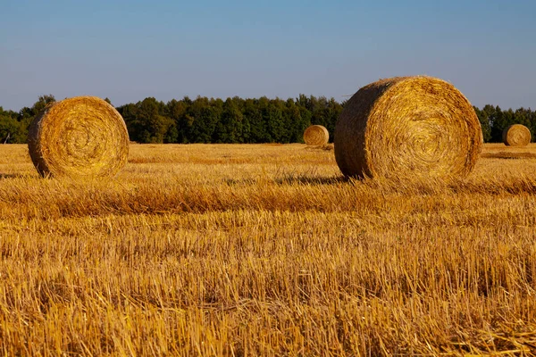 Rotoli Paglia Dorata Sono Sparsi Sul Campo Falciato Sullo Sfondo — Foto Stock