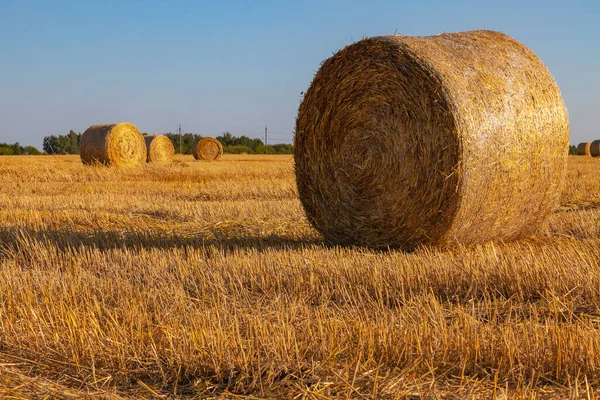 Rotoli Pittoreschi Paglia Dorata Sono Sparsi Sul Campo Falciato — Foto Stock