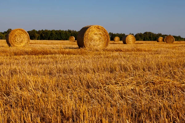 Paglia Oro Ritorto Balle Rotonde Trova Sul Campo Falciato — Foto Stock