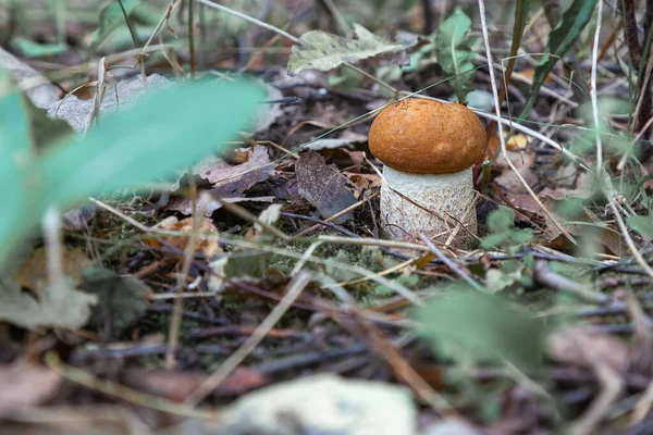 Young Boletus Mushroom Grows Forest — Stock Photo, Image