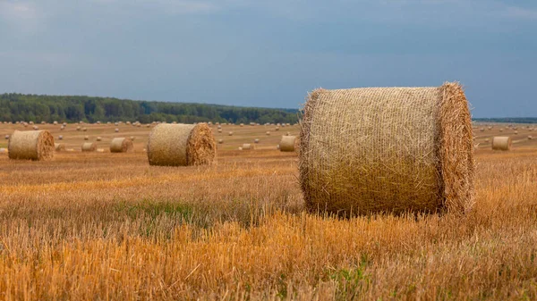 Paglia Rotolato Rotoli Trova Campo Falciato Sullo Sfondo Una Foresta — Foto Stock