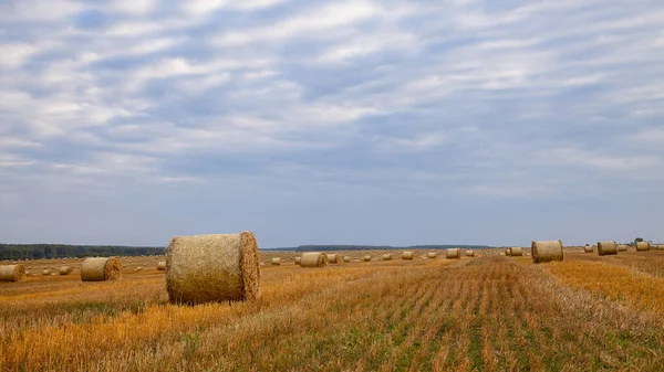 Il campo di grano tagliato su cui si trova la paglia — Foto Stock