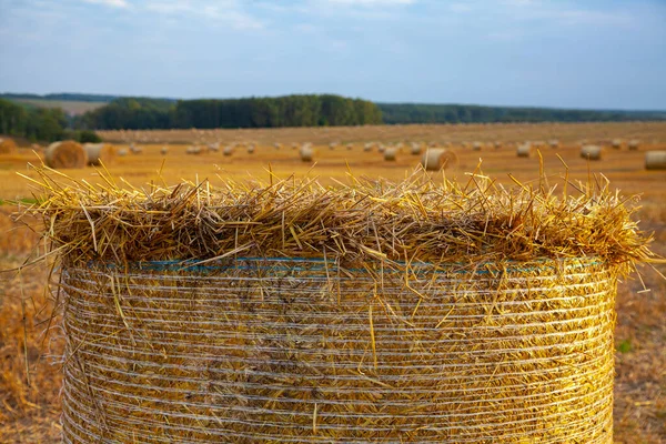 Una pila di paglia giace su un campo falciato — Foto Stock