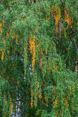 Arkaplan resmi - yeşil ve sarı huş yaprağı.