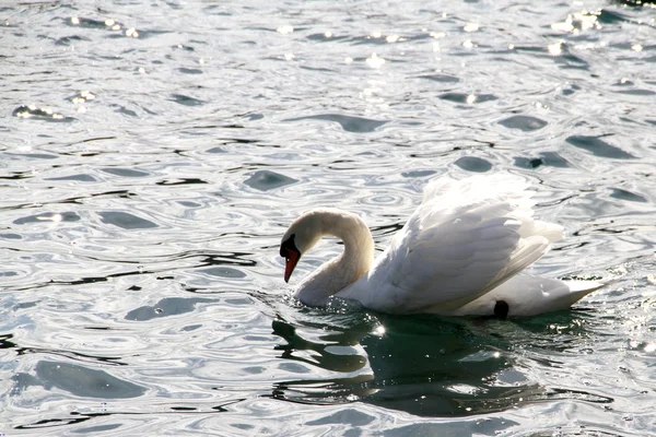 Cisne branco flutuante — Fotografia de Stock