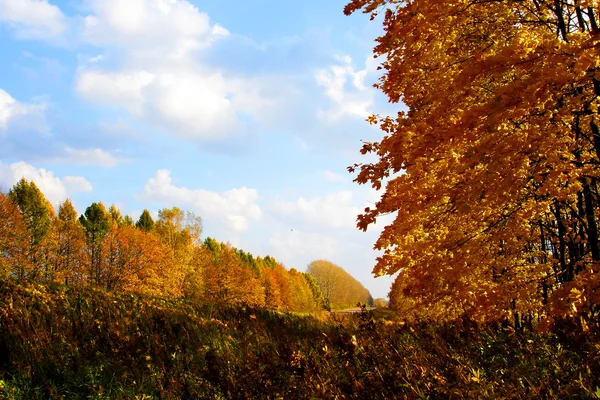 Goldene Herbstblätter — Stockfoto