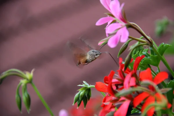 Hyles recogiendo néctar de las flores — Foto de Stock