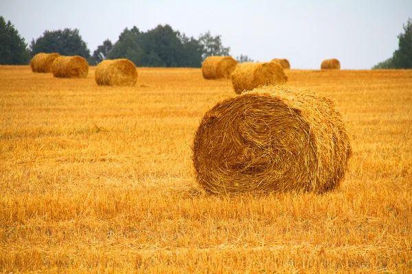 Campi d'oro russi — Foto Stock