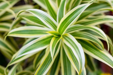 Dracaena süs bitkisidir. Endonezya 'da açık alanlarda çeşitlilik artar..