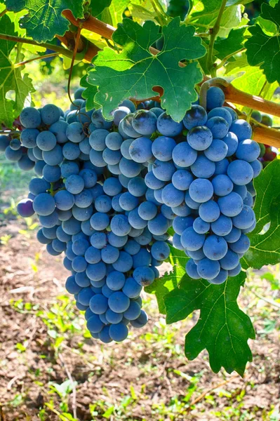 Trauben Zweig Gala Sorte Reife Früchte Für Die Weinherstellung Ernte — Stockfoto