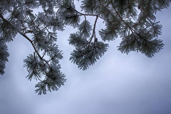 Des Branches Pin Dans Neige Macro Aiguilles Recouvertes Neige Arbre — Photo