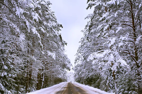 Highway through the forest. Winter, road, Spruce forest. Winter, cold landscape. Heavy snowfall.