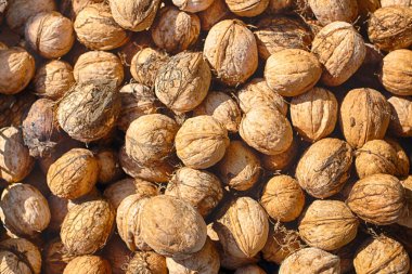 Ceviz. Olgun fındık. Hasat et. Doğal kabuklu fındık. Kullanıma hazır.
