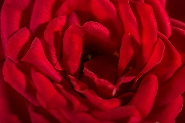 Macro Rosa Roja Flor Arbusto Jardín Primer Plano Con Una — Foto de Stock