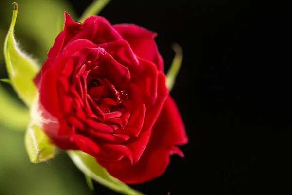 Theeroos Macrophotografie Natuurlijke Bloem Een Zwarte Achtergrond Decoratieve Roos Met — Stockfoto