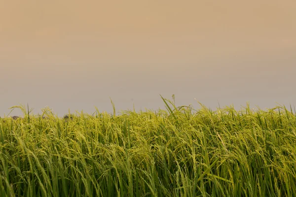 Pico de arroz no campo de arroz na Tailândia Fotos De Bancos De Imagens