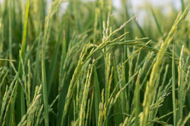 Pirinç tarlasında pirinç artışı
