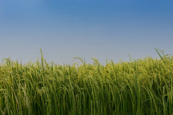 Pico de arroz no campo de arroz Fotos De Bancos De Imagens