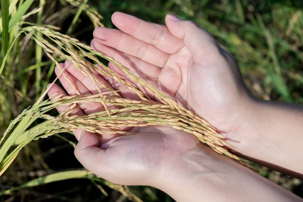 Mão ternamente tocando um arroz jovem no campo de arrozais Fotos De Bancos De Imagens Sem Royalties