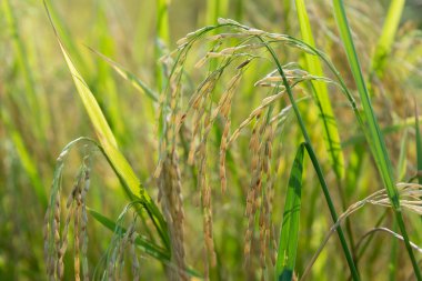 Portre resim alan sığ derinliği ile.